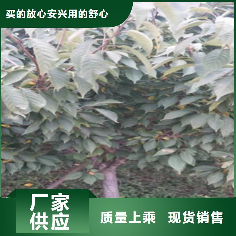 樱花钙果苗让利客户