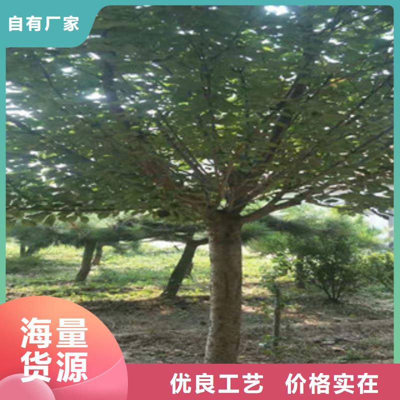 【樱花】核桃苗樱花苗长果桑树苗欢迎来电咨询