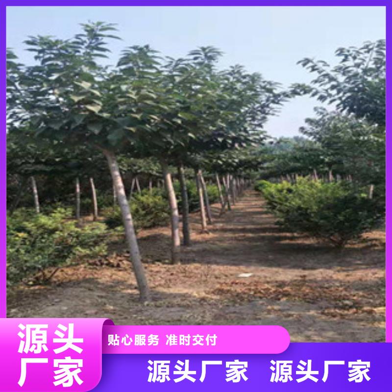 樱花占地果树采购