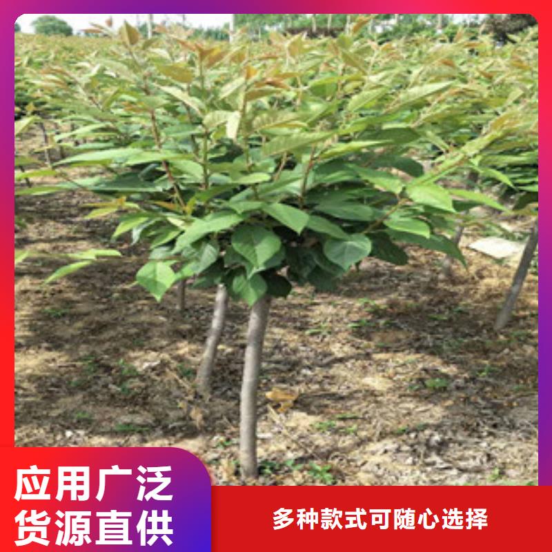 【樱花】核桃苗樱花苗长果桑树苗欢迎来电咨询