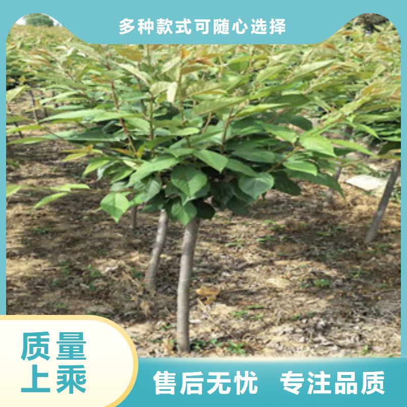 【樱花占地果树匠心制造】