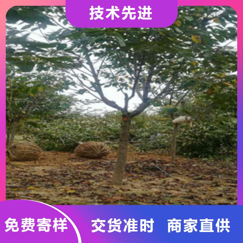 【樱花占地果树匠心制造】