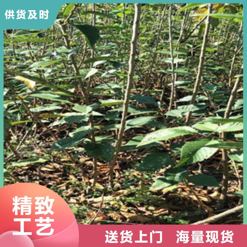 樱花核桃苗樱花苗长果桑树苗质检合格出厂