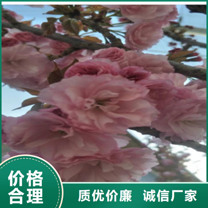 樱花-钙果苗经久耐用