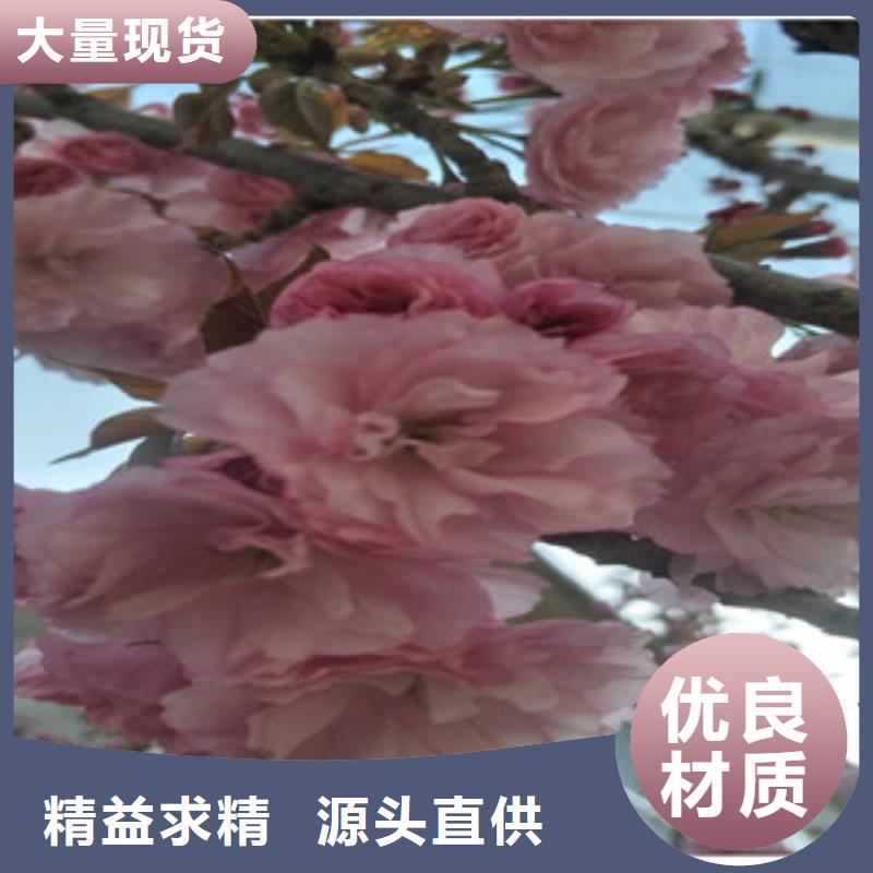 樱花-蓝莓苗一对一为您服务