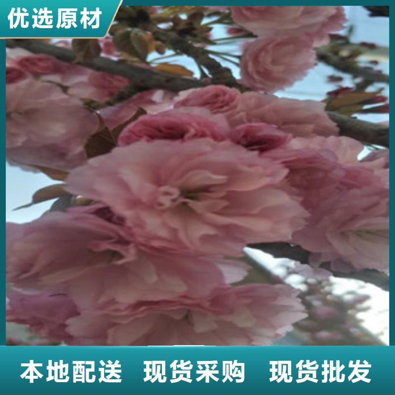 樱花核桃苗樱花苗长果桑树苗今日价格