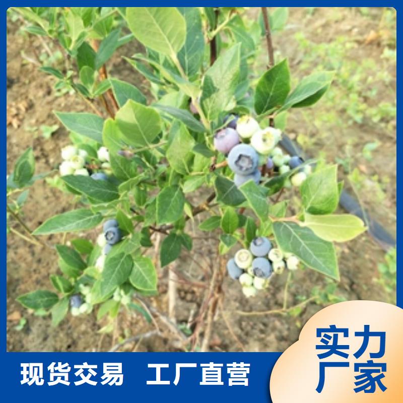 【蓝莓苗-樱桃苗产品细节】