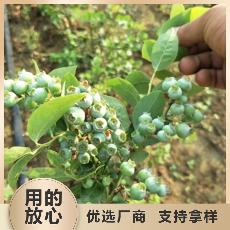 蓝莓苗占地果树精心推荐