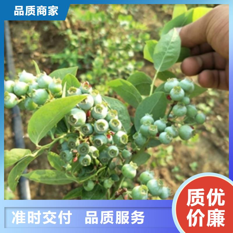 蓝莓苗占地果树老品牌厂家