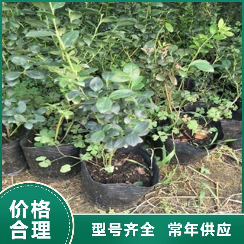 蓝莓苗【核桃苗樱花苗长果桑树苗】品质可靠