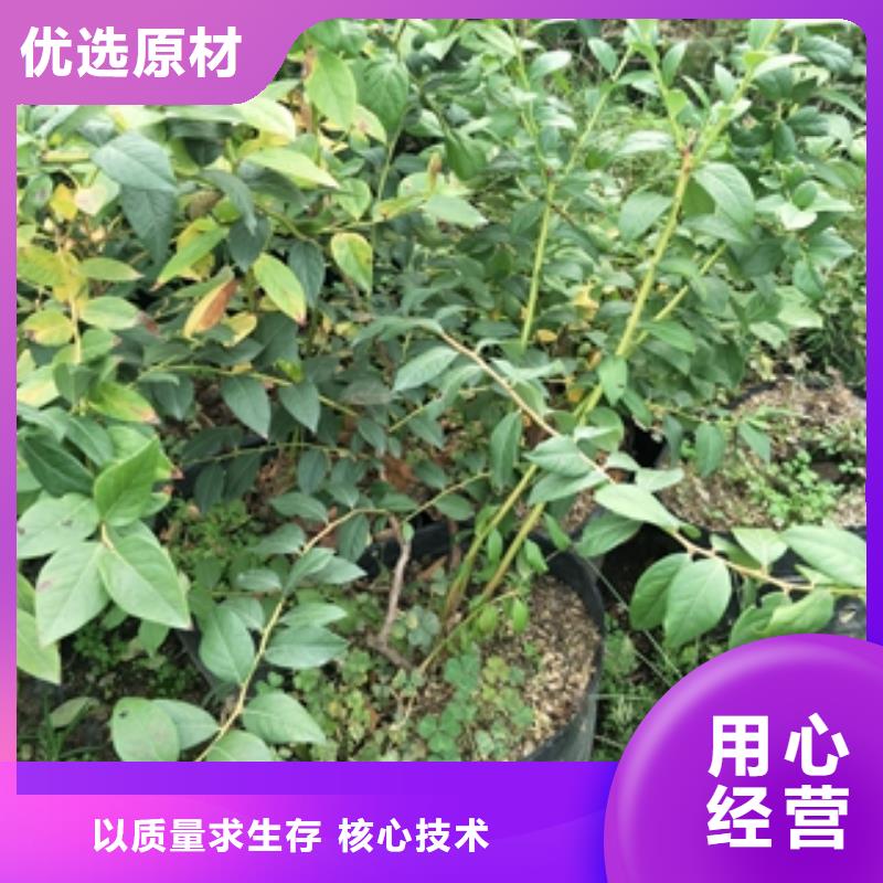 【蓝莓苗碧桃工厂直供】