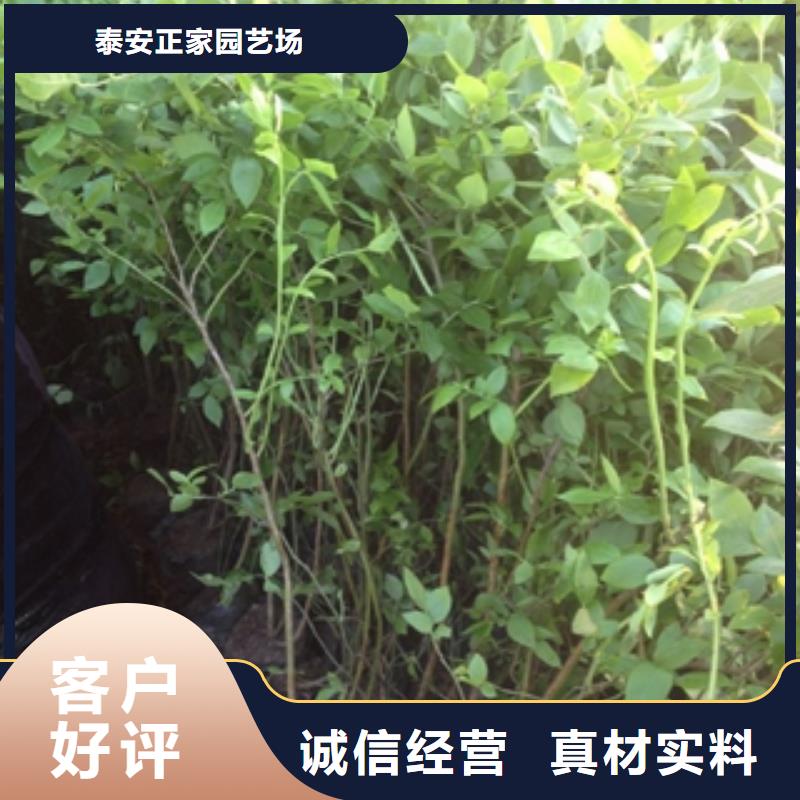 【蓝莓苗-樱桃苗产品细节】