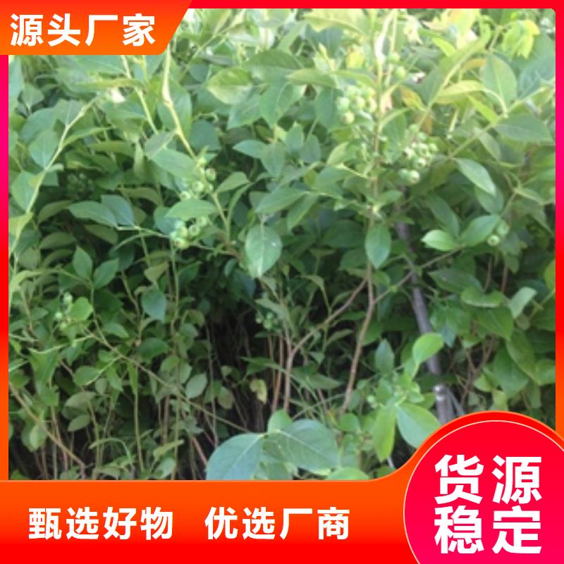 蓝莓苗【核桃苗樱花苗长果桑树苗】品质可靠