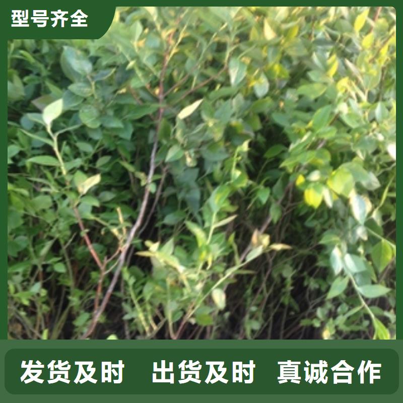 蓝莓苗核桃苗樱花苗长果桑树苗真正让利给买家