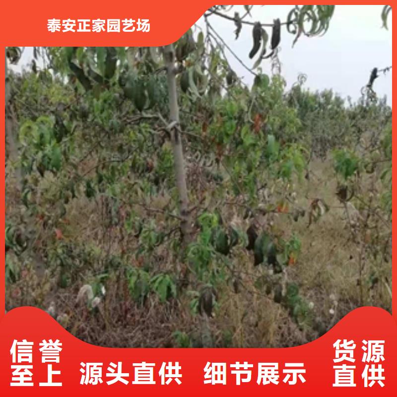 桃树【核桃苗樱花苗长果桑树苗】畅销当地