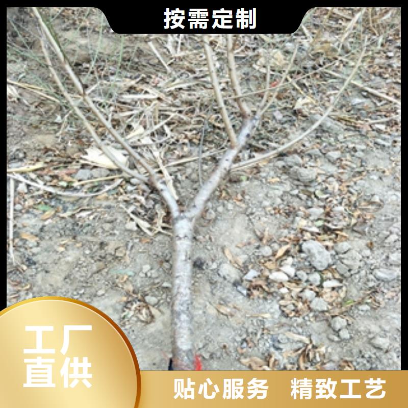 桃树绿化树绿化工程选择大厂家省事省心