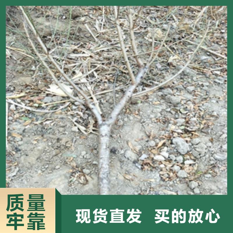 桃树_核桃苗樱花苗长果桑树苗产地源头好货