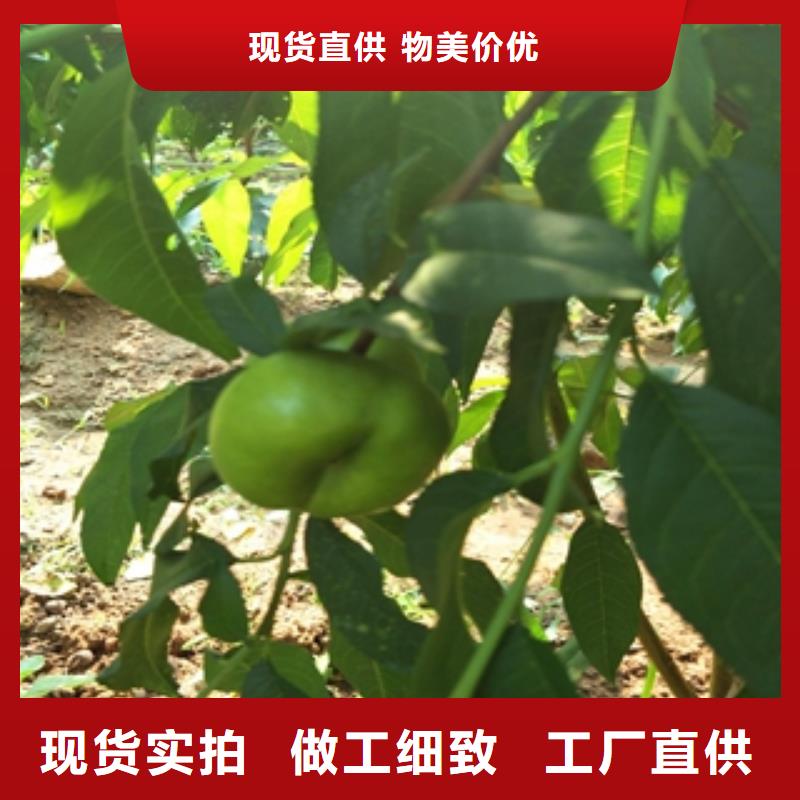 桃树-【钙果苗】供您所需