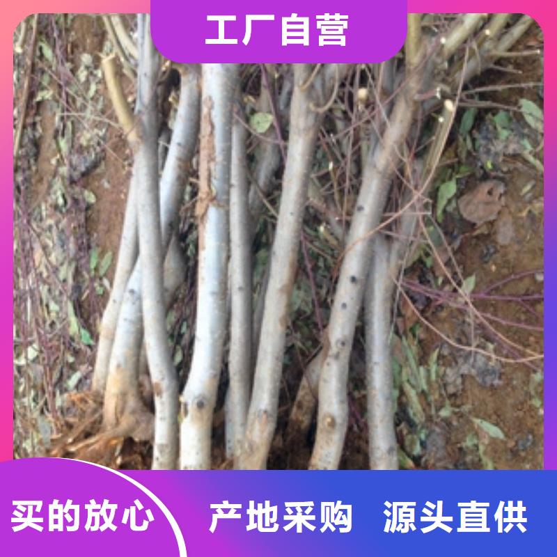 桃树-【钙果苗】供您所需