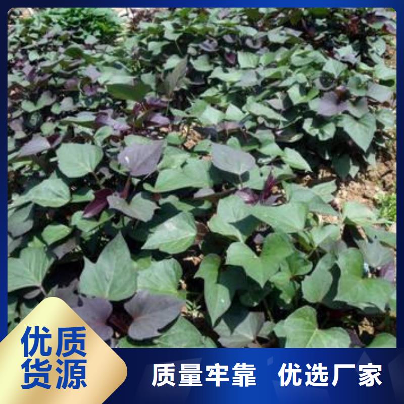 【紫薯苗】紫薯雪花片厂家拥有先进的设备