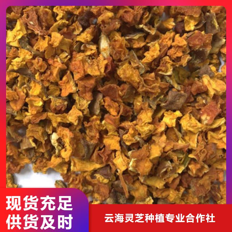 【南瓜丁】灵芝盆景产地货源