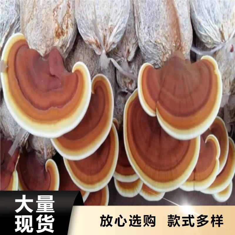 灵芝孢子粉好品质选我们