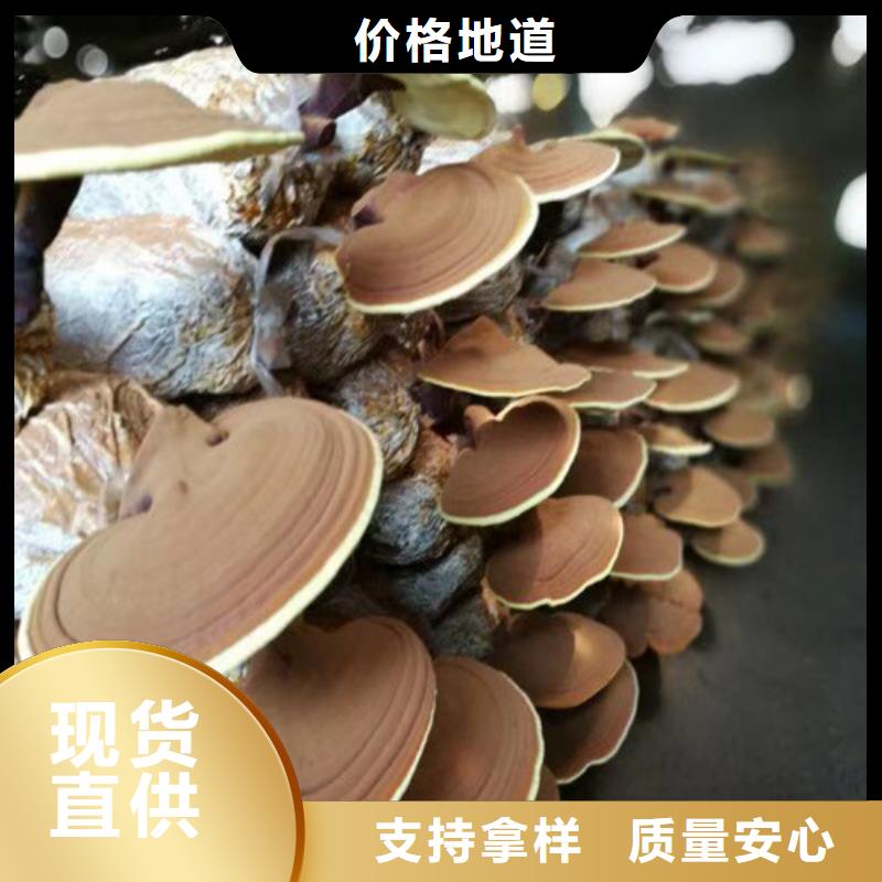 灵芝孢子粉破壁灵芝孢子粉品质过硬