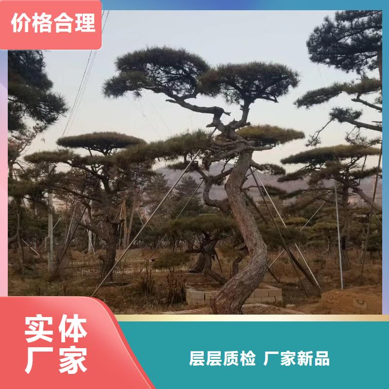 造型松-迎客松支持定制
