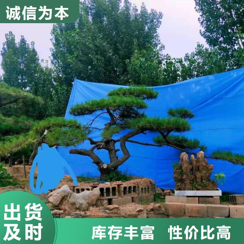 造型松平顶松多种规格库存充足