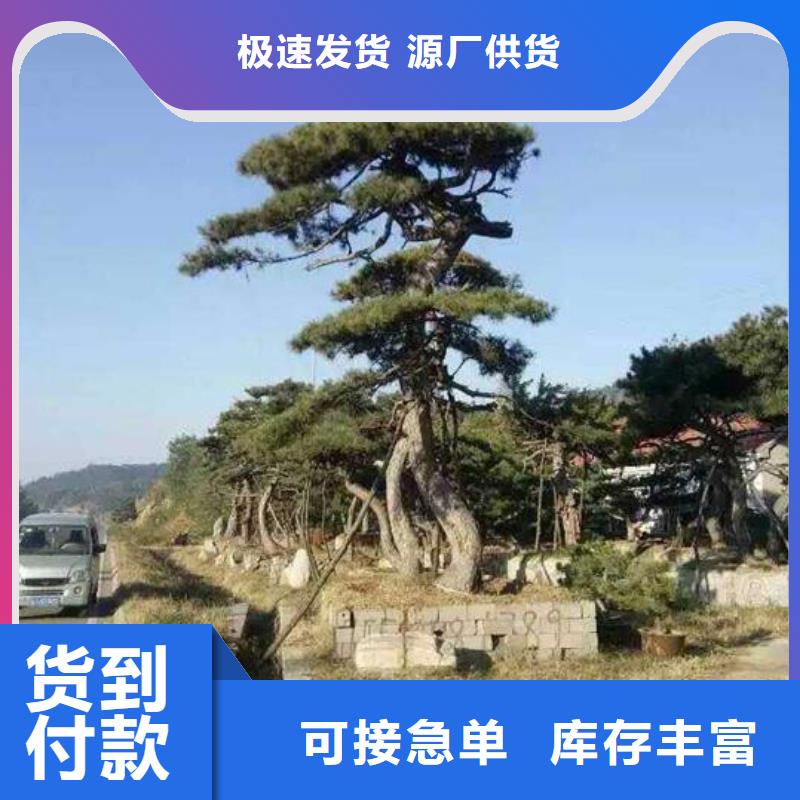 【 造型松使用方法】