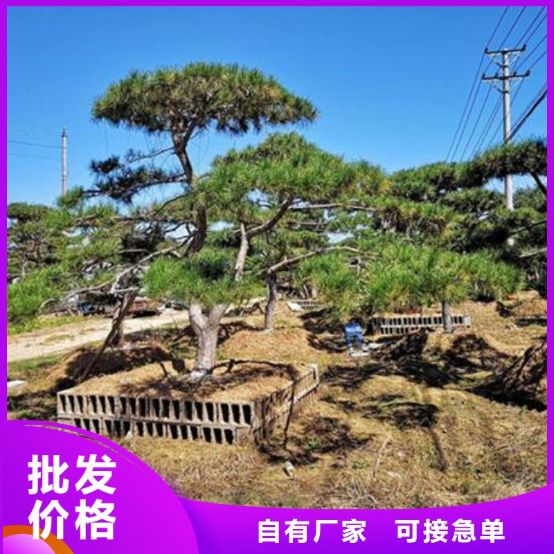 造型松奇石重信誉厂家