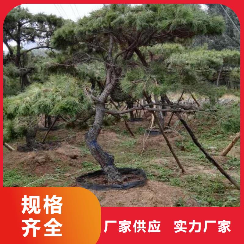 造型松,奇石品质优选