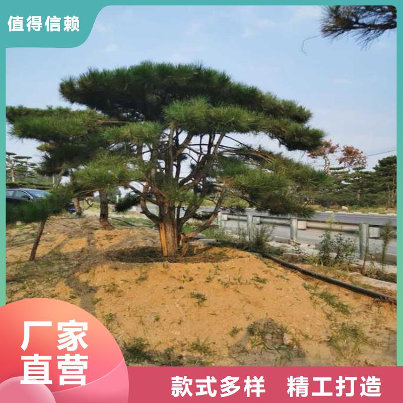 【造型松】,造型松价格厂家大量现货