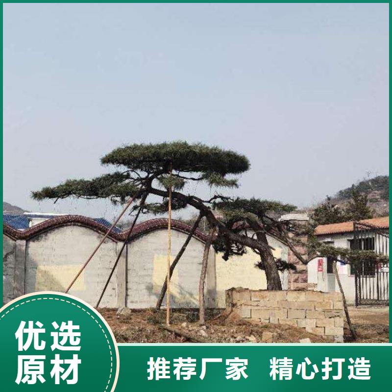 【造型松】造型松基地厂家货源