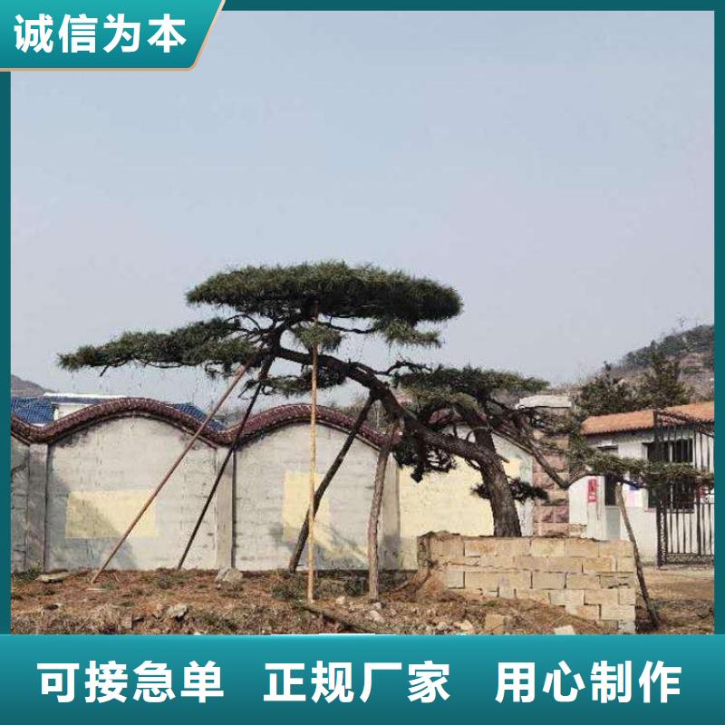 【造型松】,造型松价格厂家大量现货