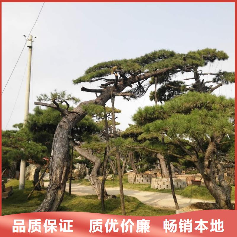 造型松造型油松产品细节参数