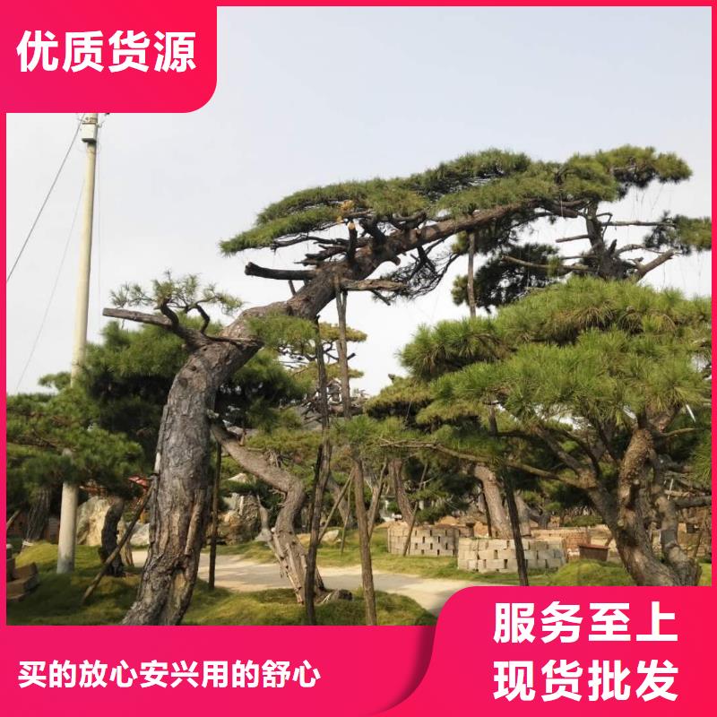  造型松真正让利给买家