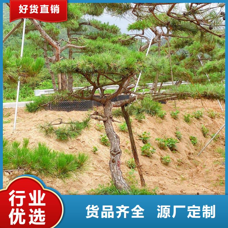 【造型松】造型池松当地货源