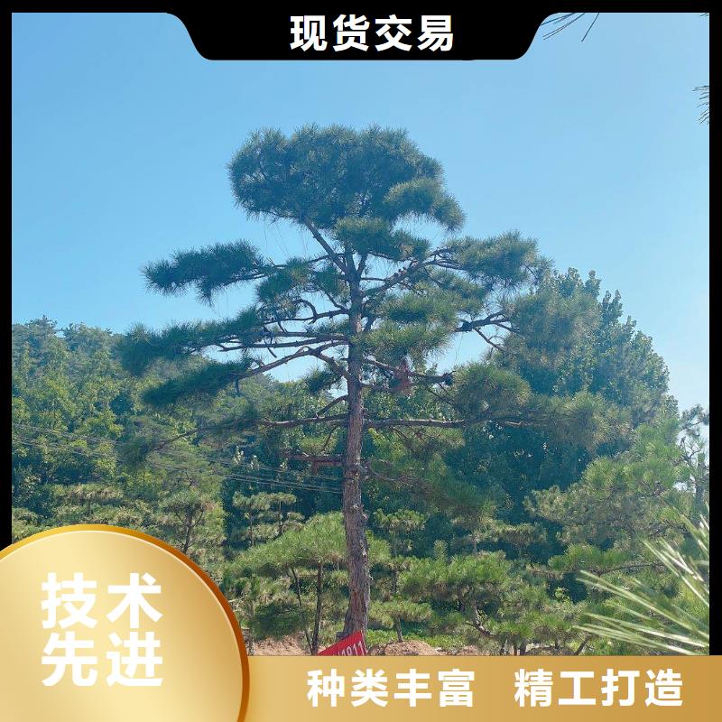 造型松造型油松产品细节参数