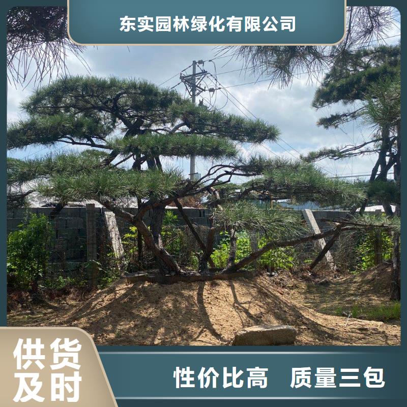 【东实】造型松造型池松精选货源-东实园林绿化有限公司
