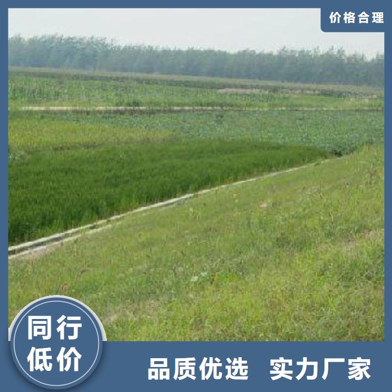 【三维植被网_玻纤土工格栅真正让利给买家】