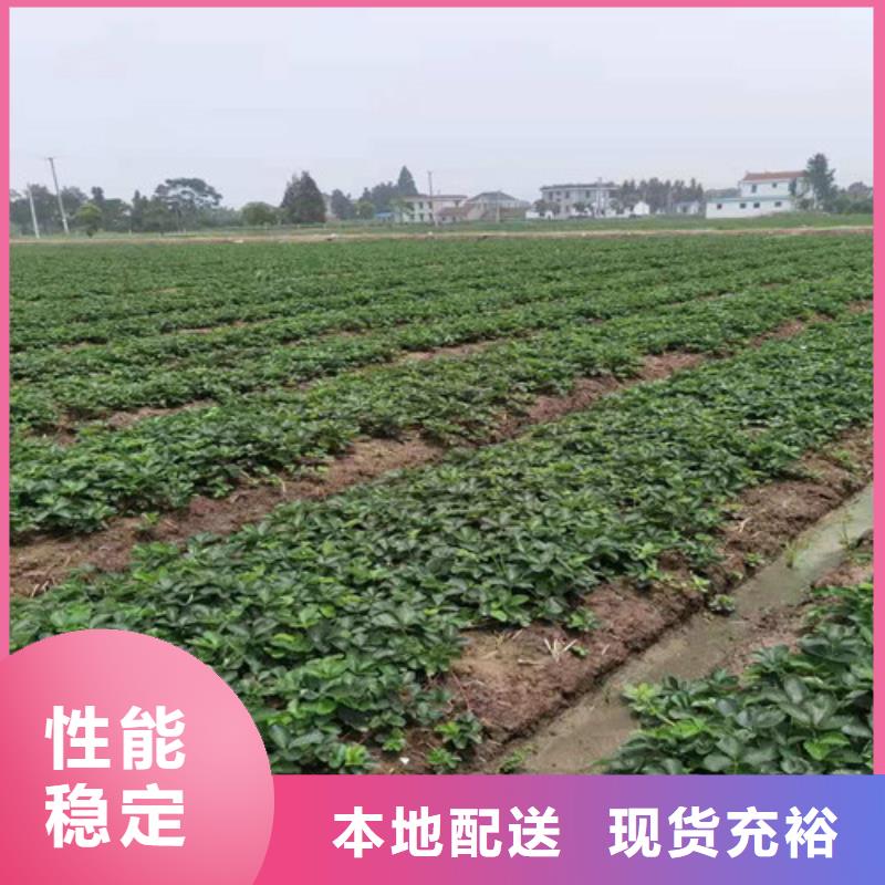 草莓苗【苹果苗】厂家直销大量现货