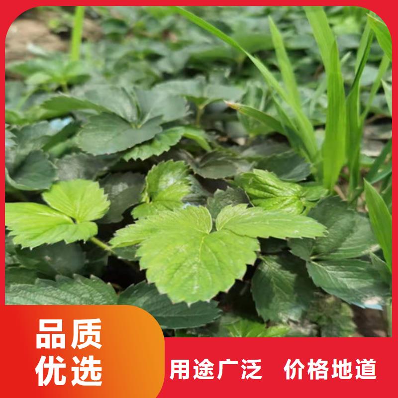 草莓苗_【无花果苗】价格有优势