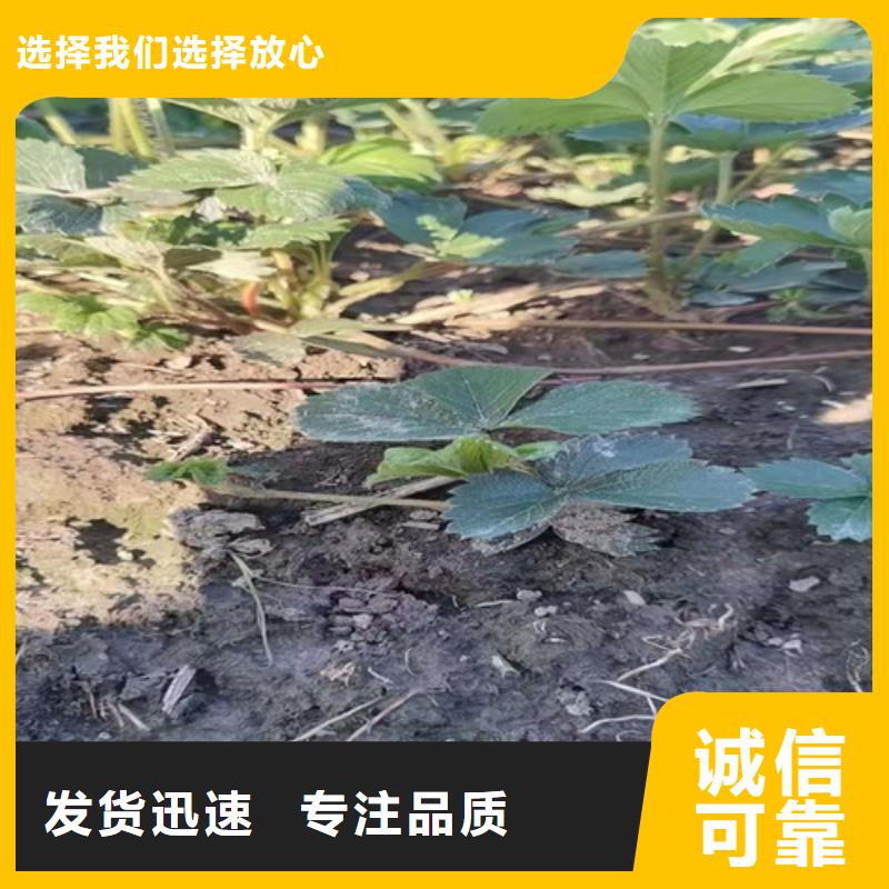 【草莓苗梨树苗匠心工艺】