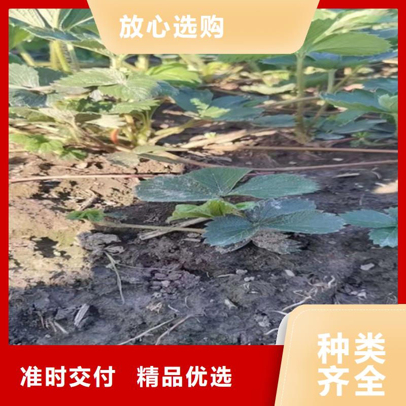 草莓苗油桃苗让客户买的放心