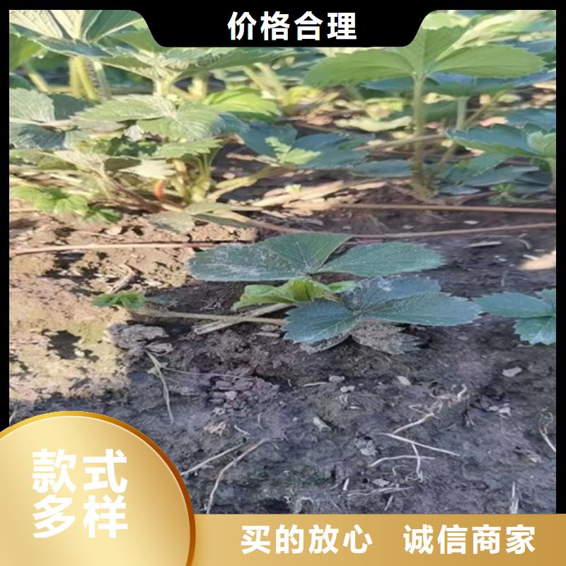 【草莓苗】-桃树苗现货交易