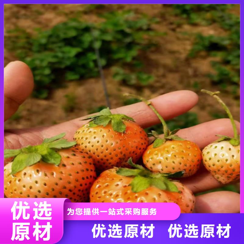 草莓苗【苹果苗】厂家直销大量现货