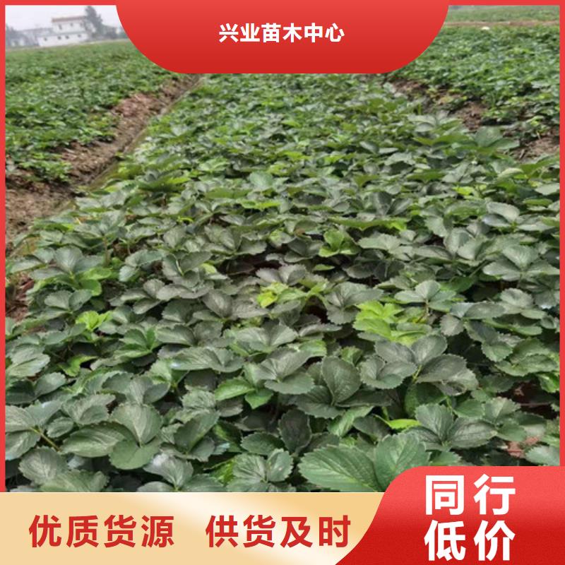 草莓苗【苹果苗】厂家直销大量现货