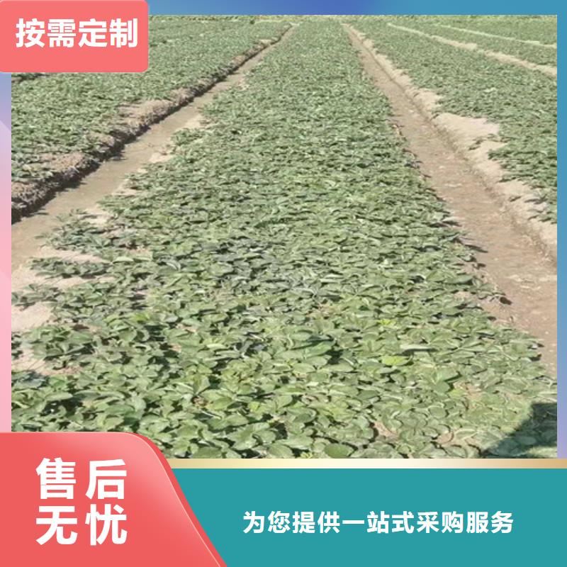 草莓苗水蜜桃苗敢与同行比服务