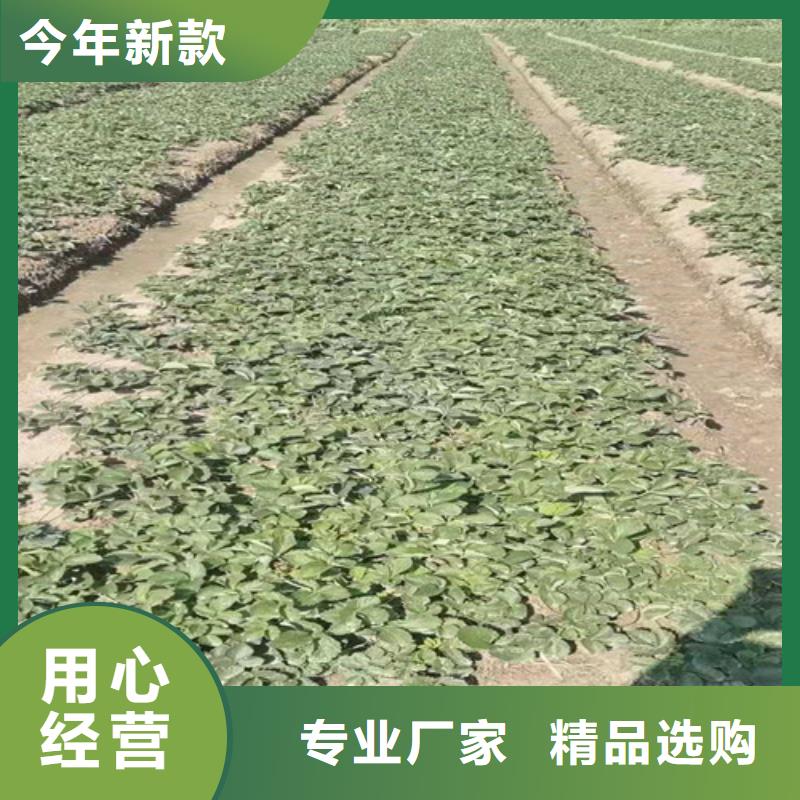 【草莓苗大棚草莓苗海量货源】